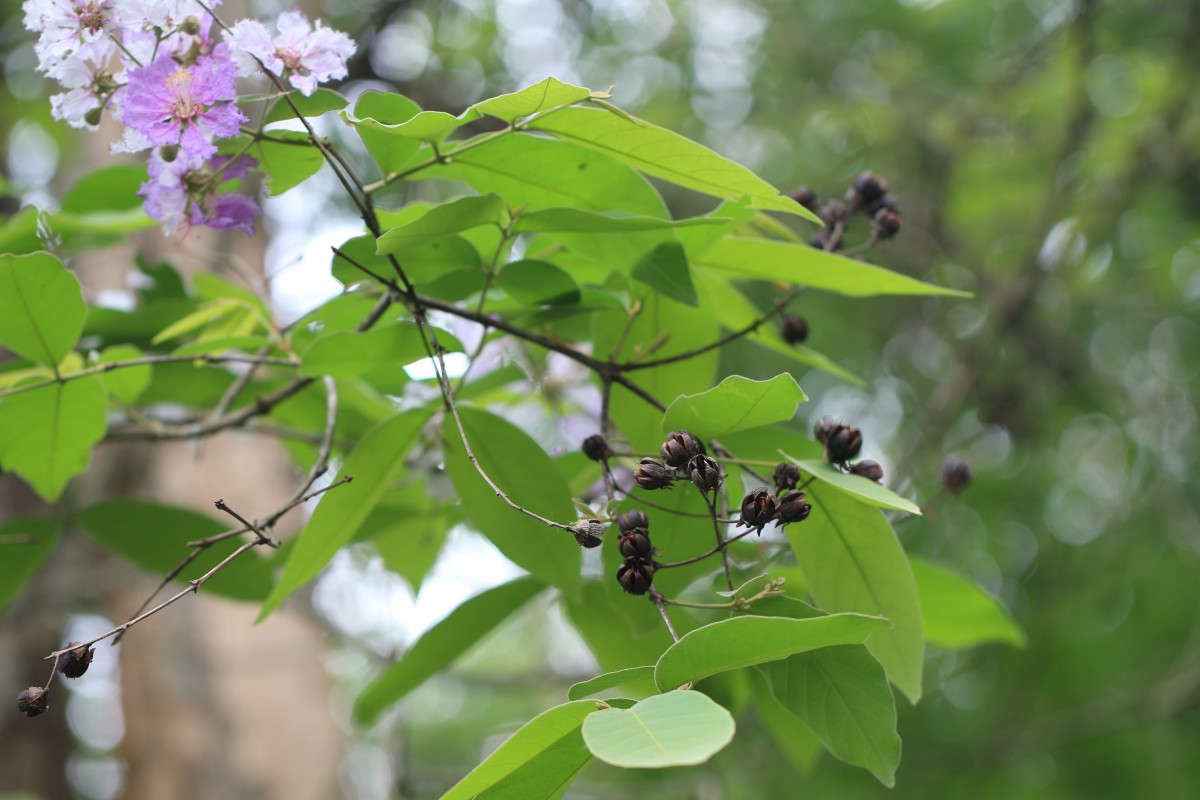 Lagerstroemia subcostata Koehne